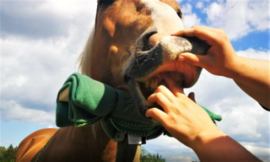 medical training roepnack 2020 1