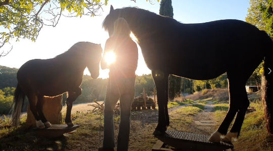 Fries Wolf SOnne 540