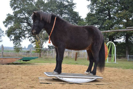 ganzkoerperpferdewippe edelstahl t1500 540