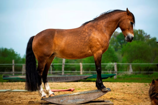 ganzkoerperwippe 540