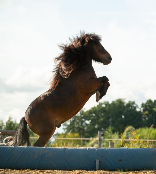 trainingsspezialist pferd module 3