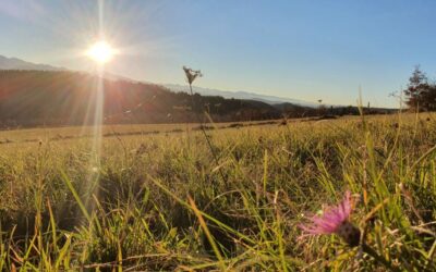 Träume nicht dein Leben…