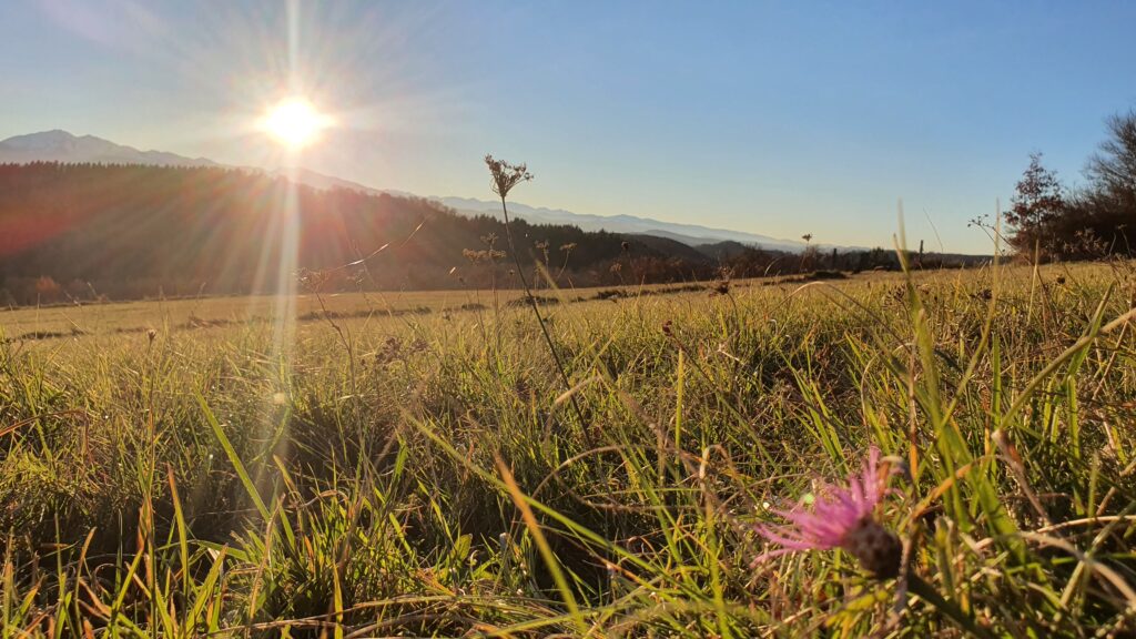 Träume nicht dein Leben