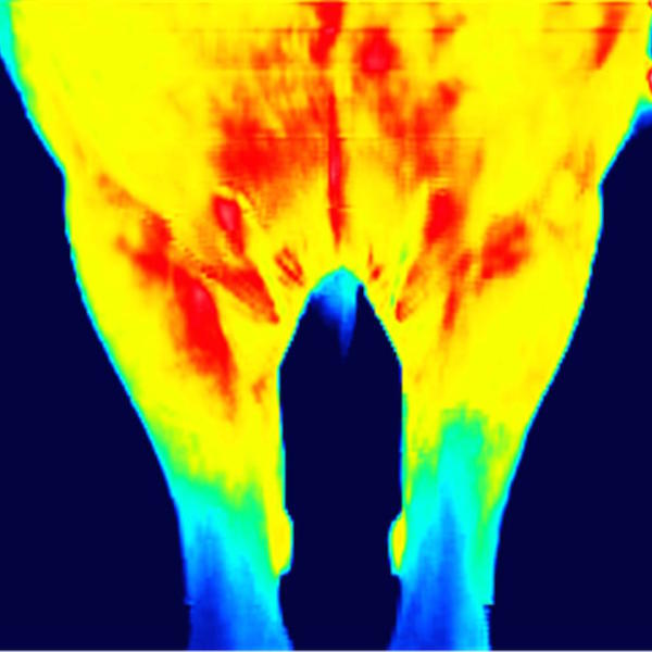 Thermografie vor und nach dem Wippen