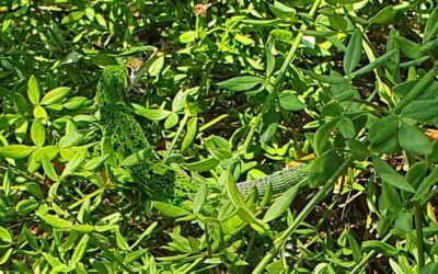 Der erste Monat der Verwirklichung des Steigerwald.Traums