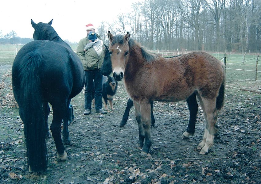 freya frieda aufzucht fohlen