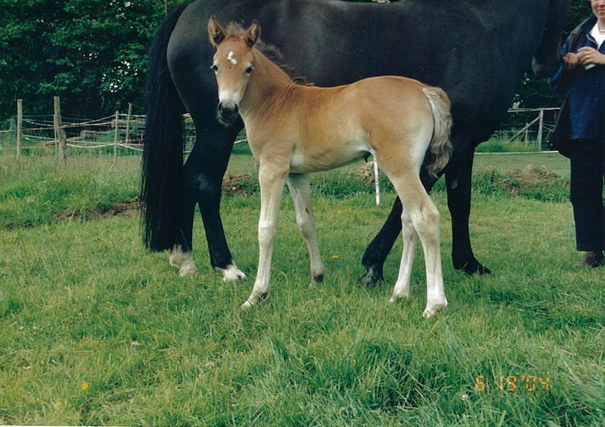 freya jule fohlen aufzucht