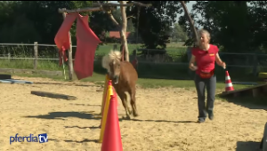 Die Agility-DVD erscheint!