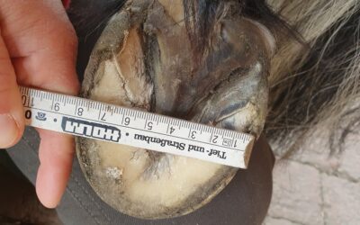 hufschmied problem 2023 Medical Training für den Besuch von Hufschmied und Co