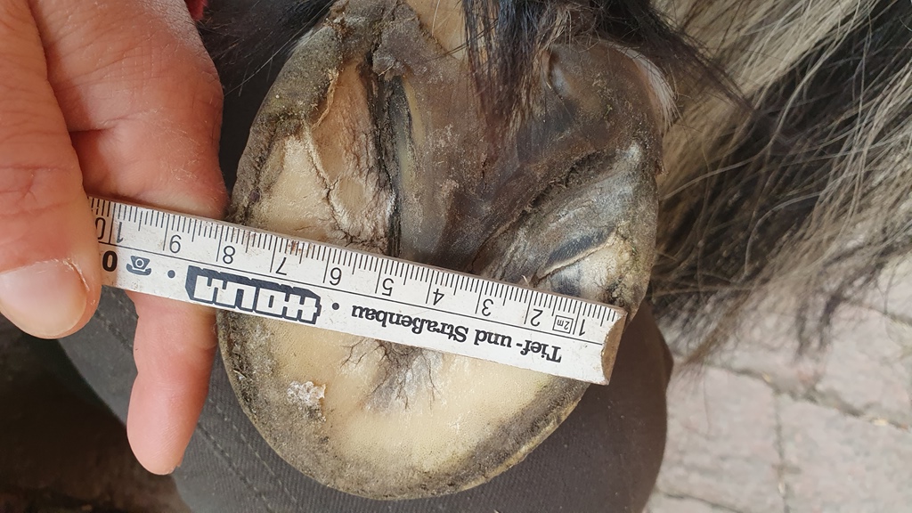 Medical Training für den Besuch von Hufschmied und Co