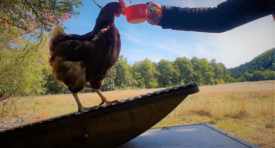 huhn auf einer wippe clickertraining