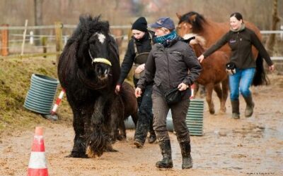 Horse-Agility auf der Tarmstedter Ausstellung