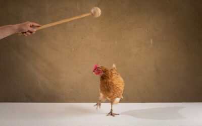 Hühnermodul 3: Signalkontrolle