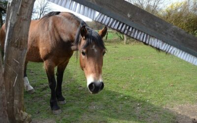Die Schubberbürste Deluxe ist in Betrieb!