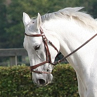 Nahaufnahme: Stressgesicht eines gerittenen Pferdes