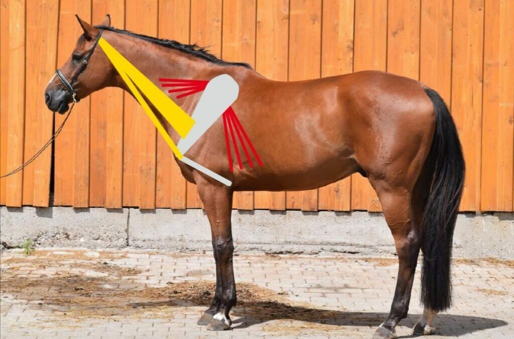 Fachbeitrag zur Trageschwäche von Karin Kattwinkel