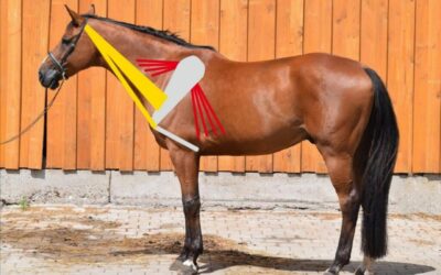 image 9 Fachbeitrag zur Trageschwäche von Karin Kattwinkel