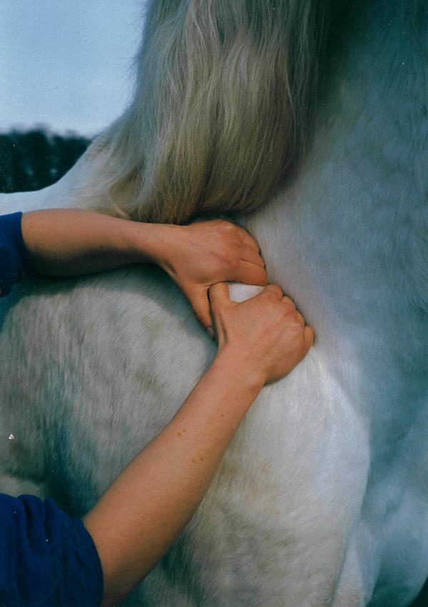 physiotherapie pferd