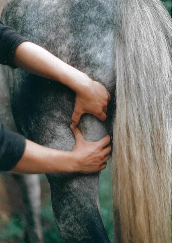 physiotherapie pony hinterhand