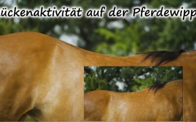 Umfassender Online-Gesundheitskurs mit Pferdewippen