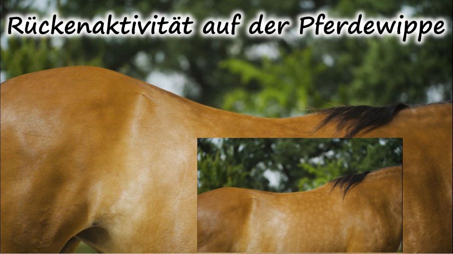 Rückenaktivität auf der Pferdewippe
