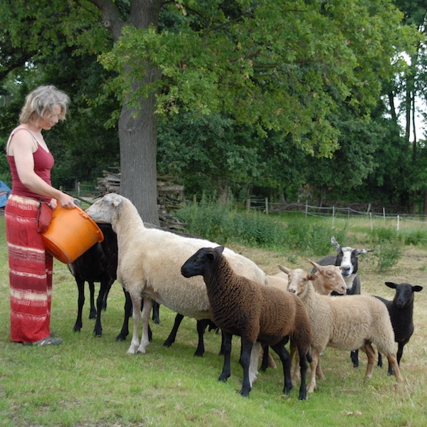 schafe herde fuetterung 1