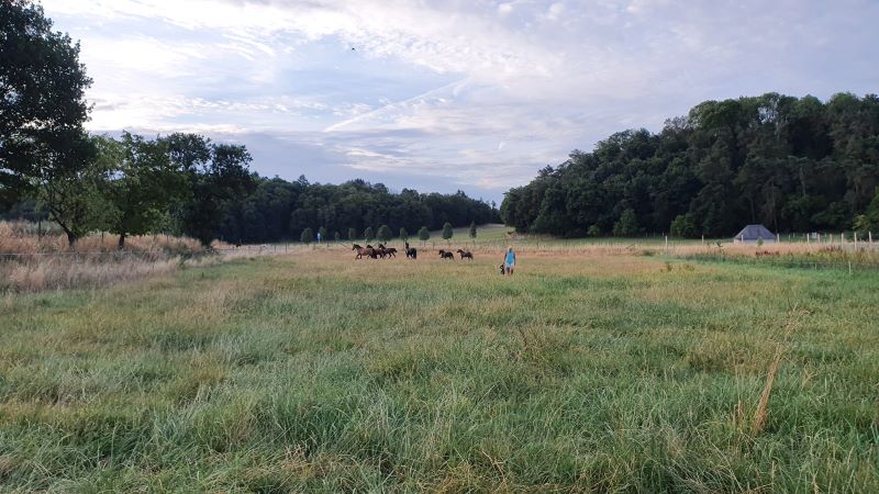 scheuerhof-weide scheuerhof weide