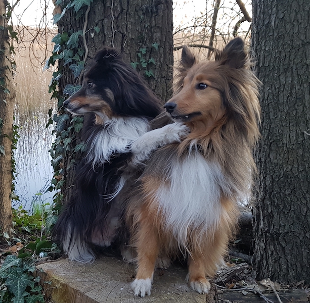 sheltie einstein jupiter