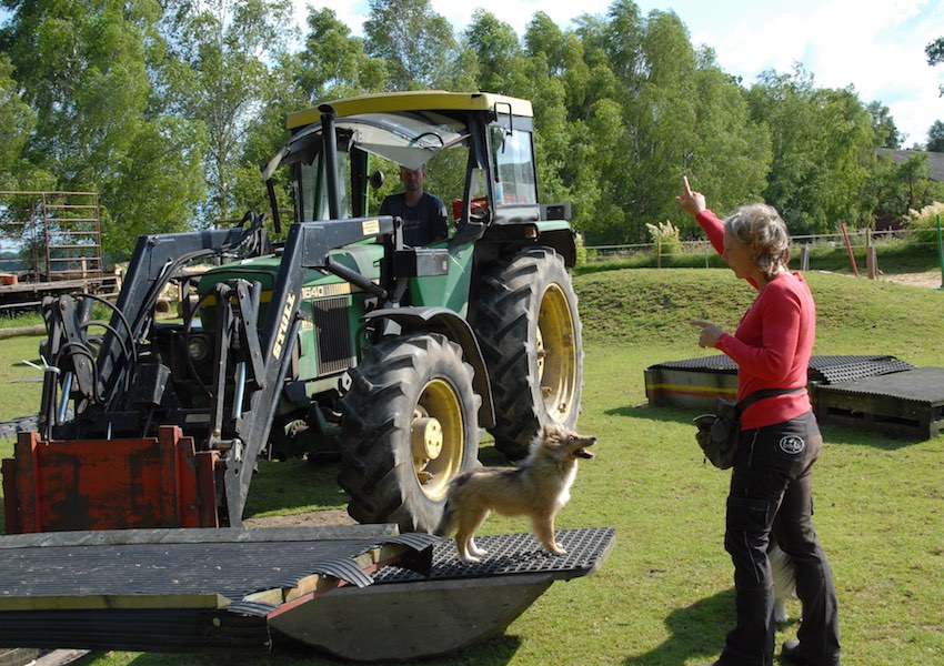 trainingsplatz arbeit hund trecker