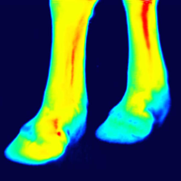 [:de]Vorderhufe nach üblicher Bewegung[:en]thermography of front legs after the training session[:]