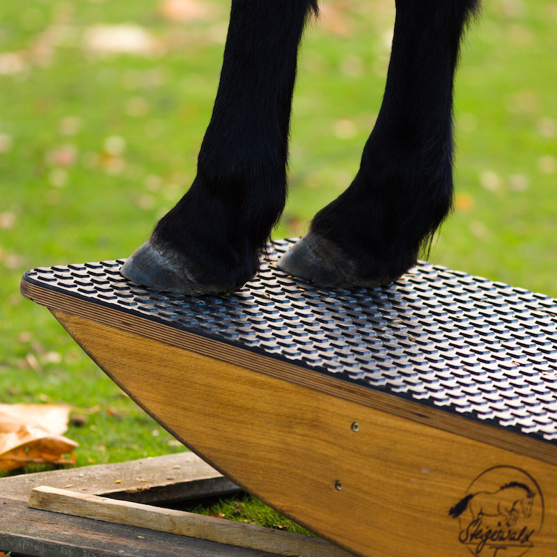 [:de]Vorderhufe auf der Steigerwald.T-1500[:en]Steigerwald.T-1500[:]