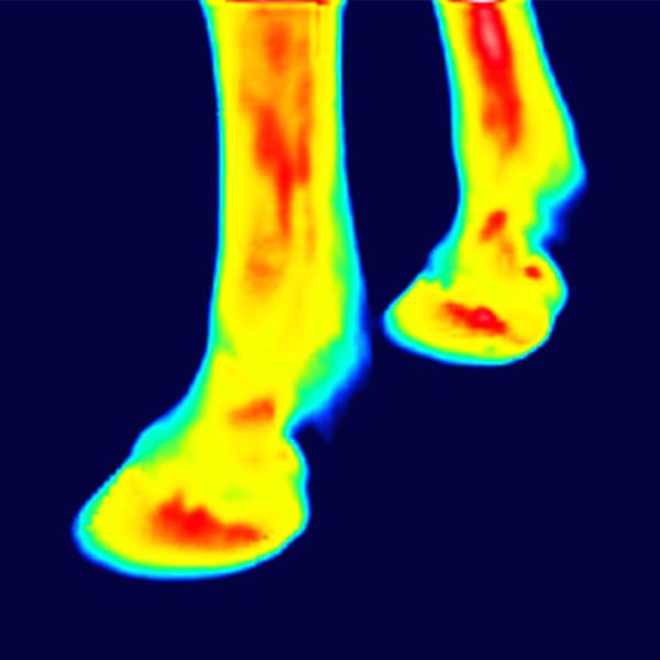 [:de]Vorderhufe nach dem Wippen[:en]thermography of front legs[:]