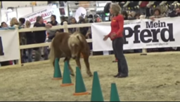 Equitana-Nachlese und Film