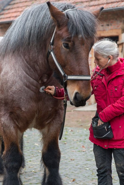 Abhören eines Kaltblut Pferdes