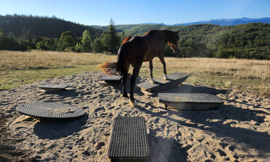 pferdewippen-doppelspass