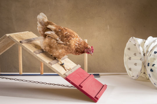 huehnerseminar-modul-4_300