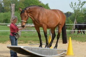 Entwicklung der Pferdewippen