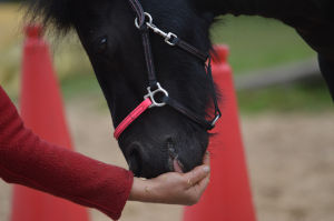 futterpunkte clickern 1