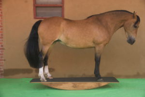 Bewegungsstudien Ganzkörperwippe