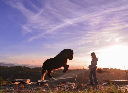 pferdewippe hankenbeugung
