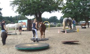 Nerventraining für Messeponys