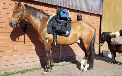 Marengos Trainingscamp: Der Heimweg