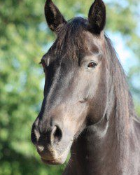 Reiten mit dem Clicker