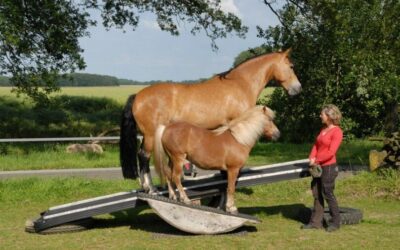 Clickertraining und Gesundheit