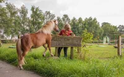 Horse-Agility-Turnier Anfang September