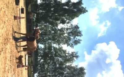 Kursbericht vom Clickerseminar