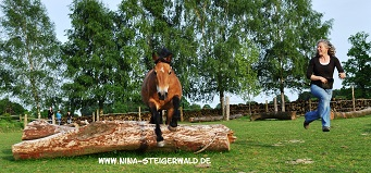 Horse-Agility: Sprünge