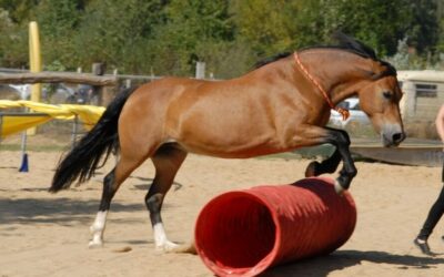 Bericht vom Tag der offenen Tür