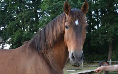 Vorbereitung auf das Wippentraining
