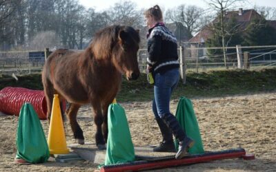 Kursbericht Wippentrainer 2019